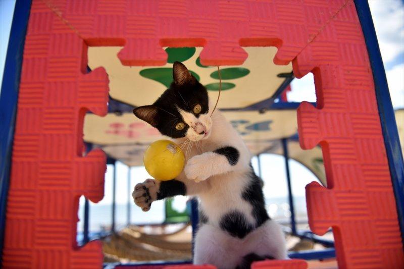 Miyav Park'ın yeni sakinleri