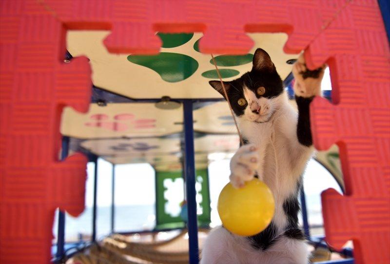 Miyav Park'ın yeni sakinleri