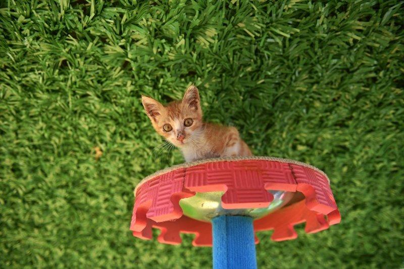 Miyav Park'ın yeni sakinleri