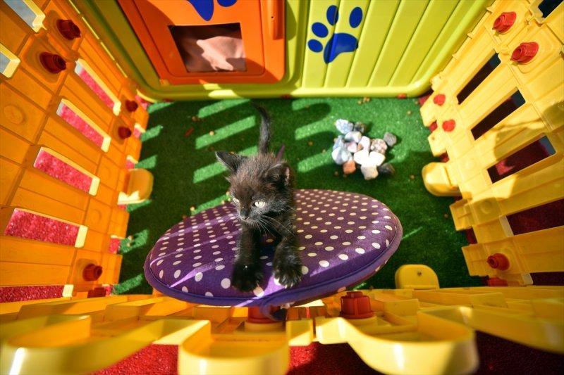 Miyav Park'ın yeni sakinleri