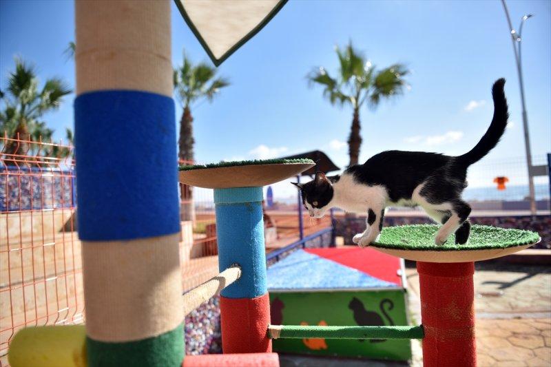 Miyav Park'ın yeni sakinleri