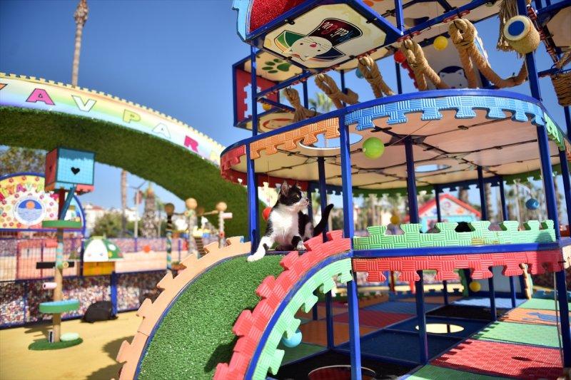 Miyav Park'ın yeni sakinleri