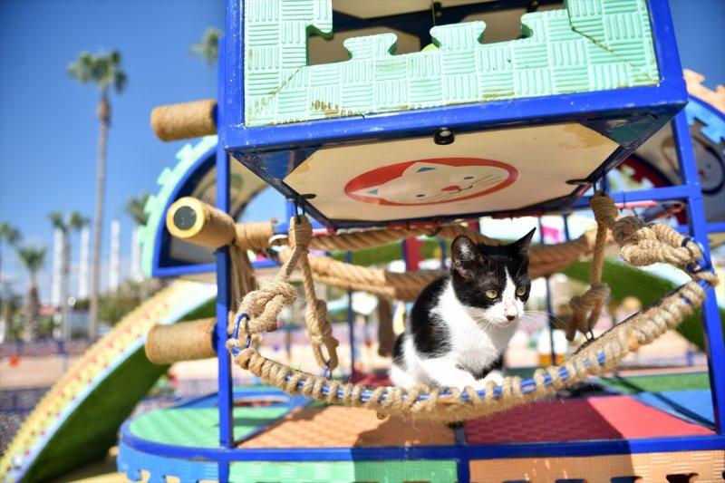 Miyav Park'ın yeni sakinleri