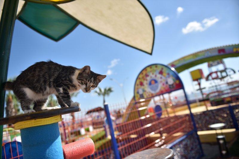 Miyav Park'ın yeni sakinleri