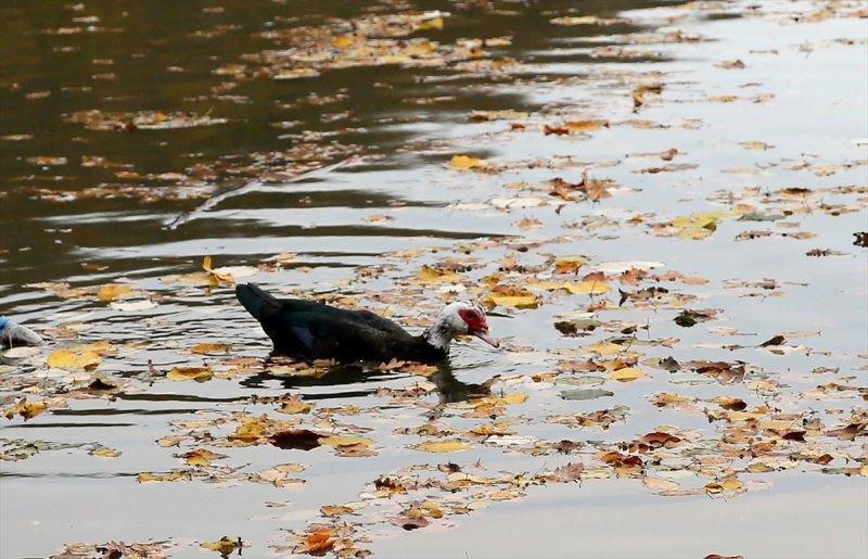 Sonbaharın renkleri İstanbul'da