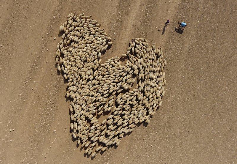 AA 'Yılın Fotoğrafı' oylaması başladı