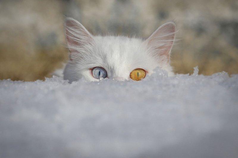 AA 'Yılın Fotoğrafı' oylaması başladı