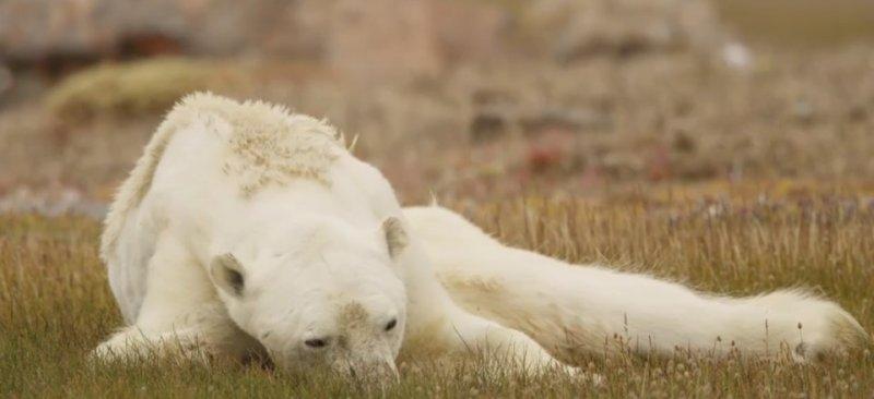 Küresel ısınmanın acı yüzü
