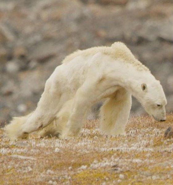 Küresel ısınmanın acı yüzü