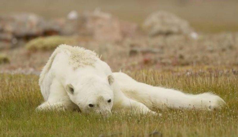 Küresel ısınmanın acı yüzü