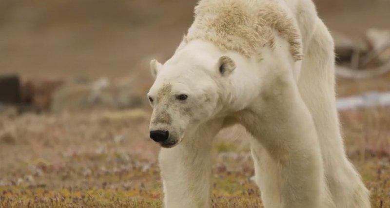 Küresel ısınmanın acı yüzü
