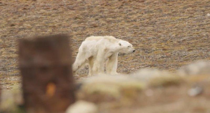 Küresel ısınmanın acı yüzü