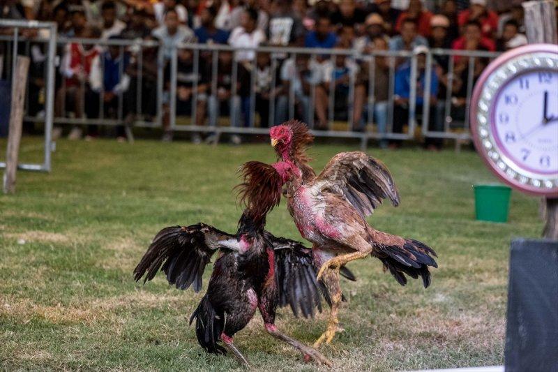 Madagaskar'da horoz dövüşü