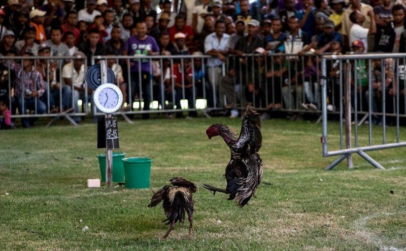 Madagaskar'da horoz dövüşü