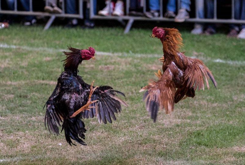 Madagaskar'da horoz dövüşü