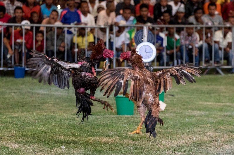 Madagaskar'da horoz dövüşü