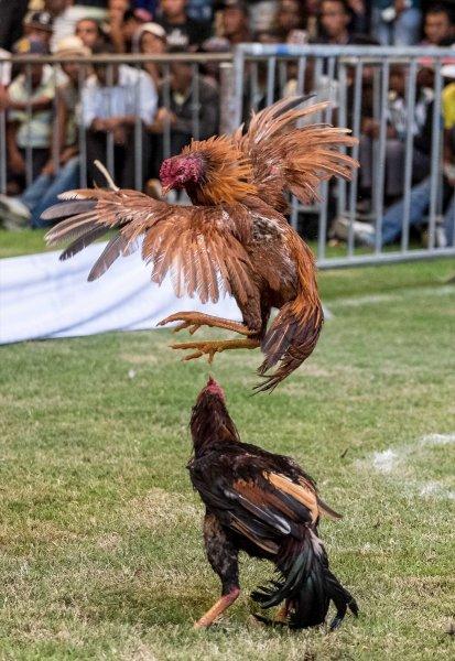 Madagaskar'da horoz dövüşü