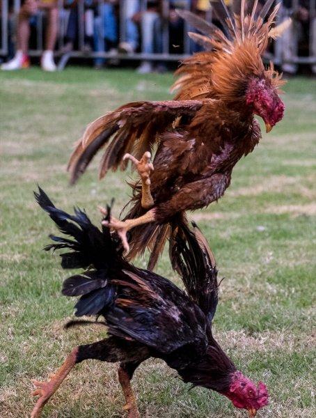 Madagaskar'da horoz dövüşü