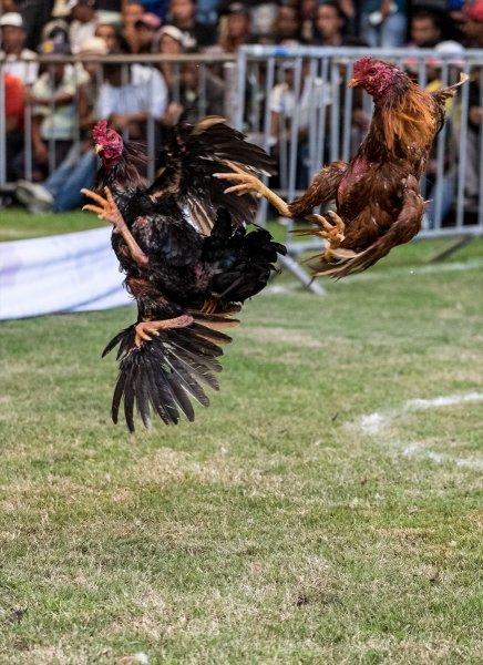 Madagaskar'da horoz dövüşü