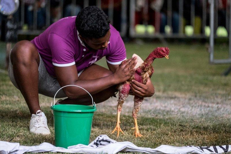 Madagaskar'da horoz dövüşü