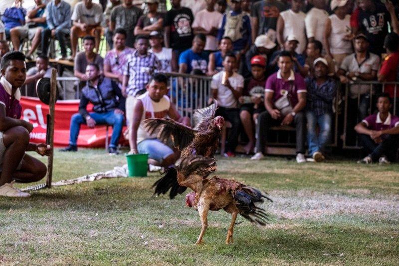 Madagaskar'da horoz dövüşü