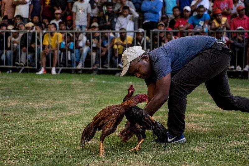Madagaskar'da horoz dövüşü