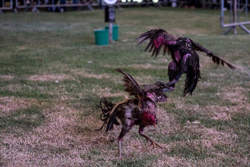 Madagaskar'da horoz dövüşü