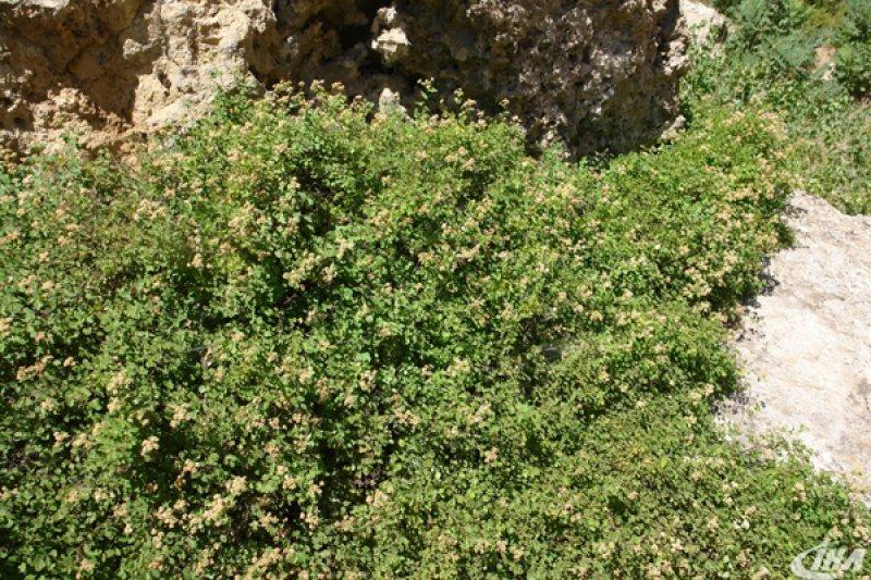 Cudi Dağı’nda yeni bir çalı türü keşfedildi