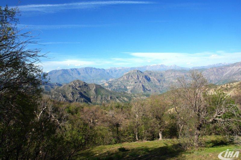 Cudi Dağı’nda yeni bir çalı türü keşfedildi