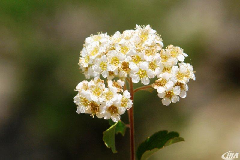 Cudi Dağı’nda yeni bir çalı türü keşfedildi
