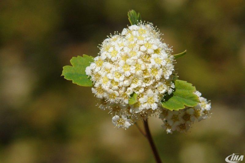 Cudi Dağı’nda yeni bir çalı türü keşfedildi