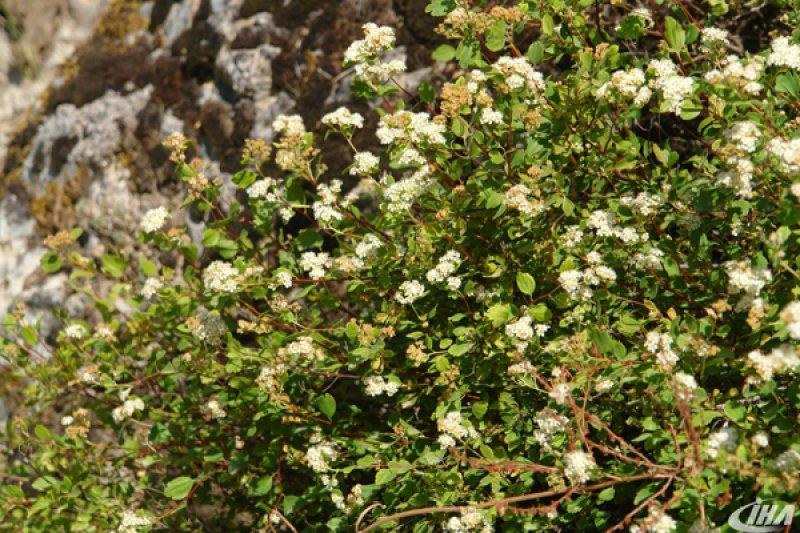 Cudi Dağı’nda yeni bir çalı türü keşfedildi