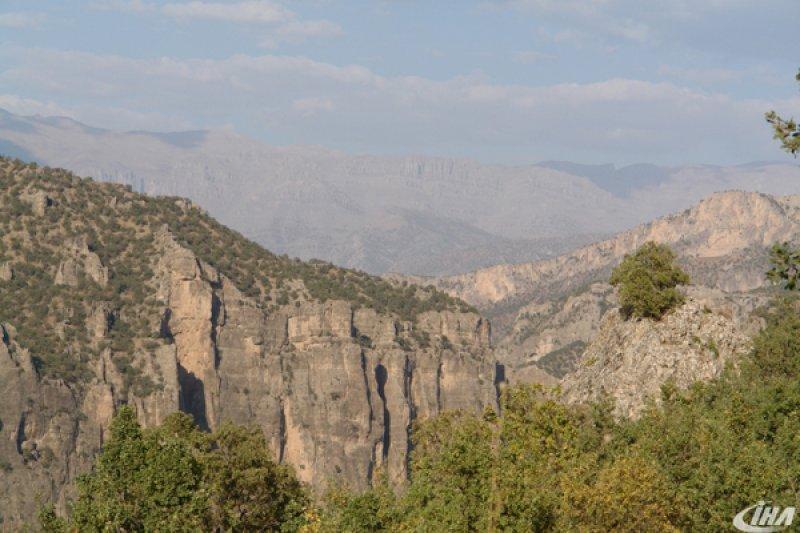 Cudi Dağı’nda yeni bir çalı türü keşfedildi