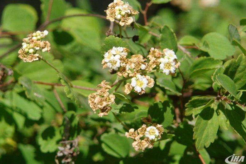 Cudi Dağı’nda yeni bir çalı türü keşfedildi