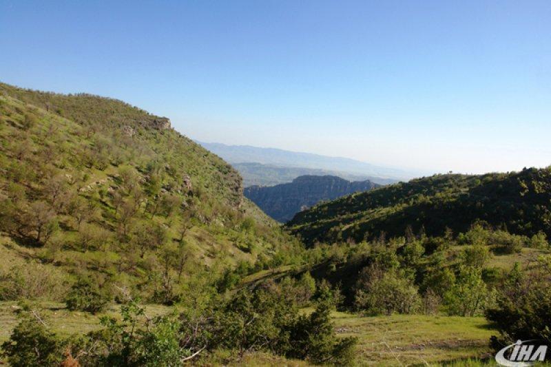 Cudi Dağı’nda yeni bir çalı türü keşfedildi