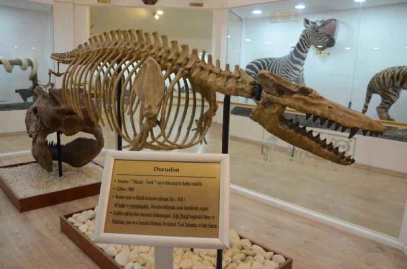 Gaziantep'teki Türkiye'nin ilk Zooloji Müzesi, eğitim merkezi halini aldı