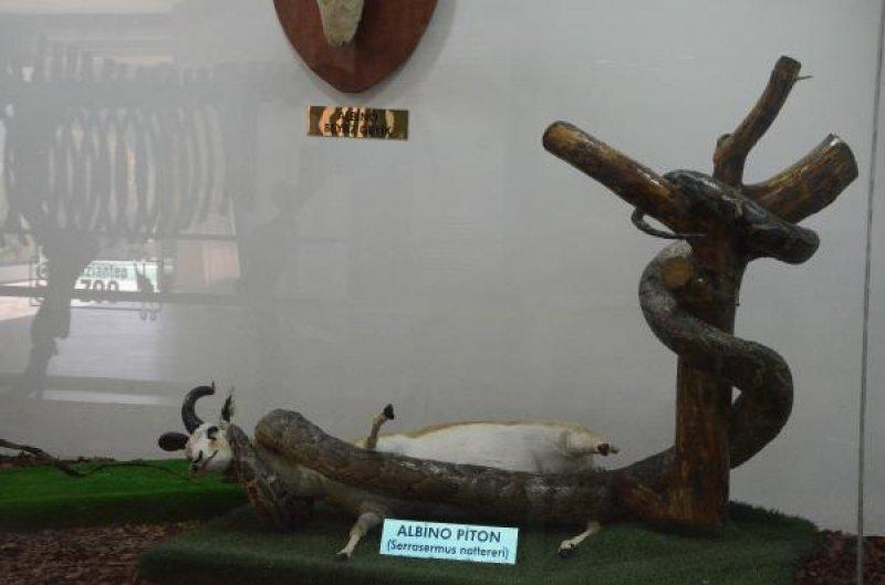 Gaziantep'teki Türkiye'nin ilk Zooloji Müzesi, eğitim merkezi halini aldı