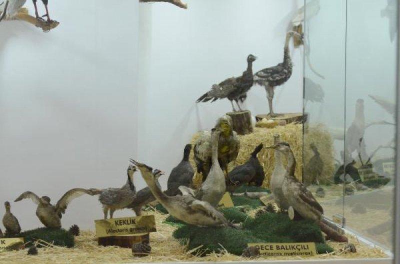 Gaziantep'teki Türkiye'nin ilk Zooloji Müzesi, eğitim merkezi halini aldı