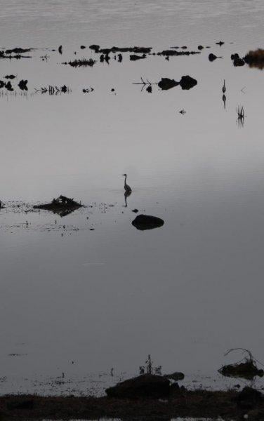 Samsun’da bulunan Ladik Gölü tehlike altında