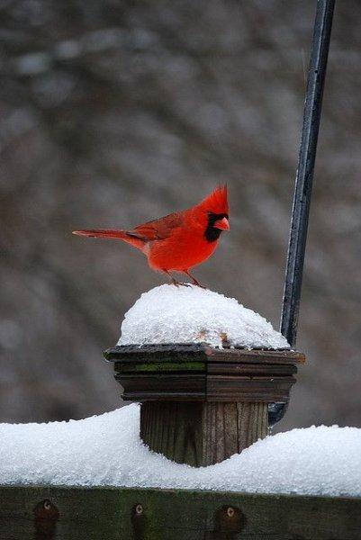 En güzel kış manzaraları 