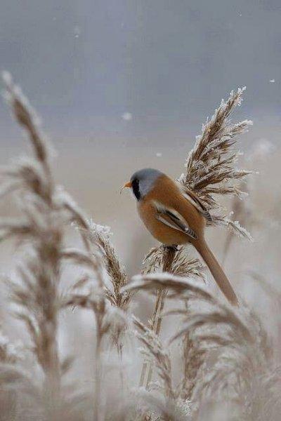 En güzel kış manzaraları 