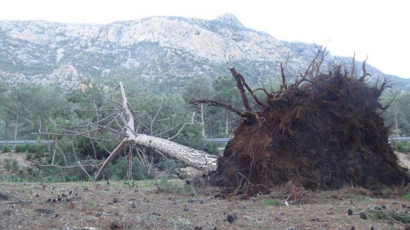 Mersin’de fırtına tırları devirdi ağaçları kökünden söktü