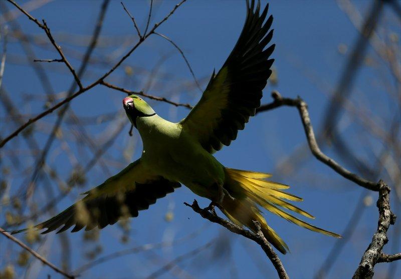 İzmir'in yeşil papağanları
