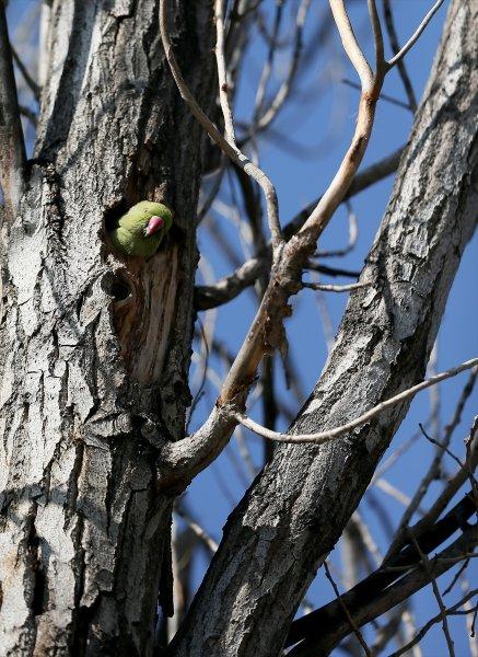 İzmir'in yeşil papağanları