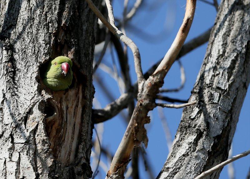 İzmir'in yeşil papağanları