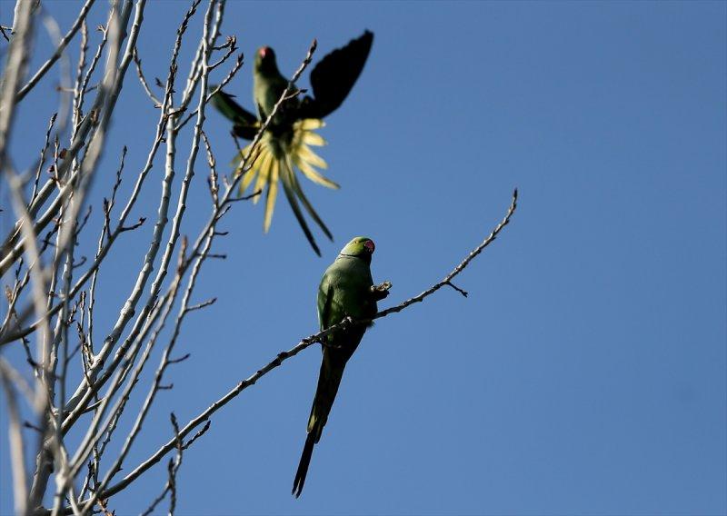 İzmir'in yeşil papağanları