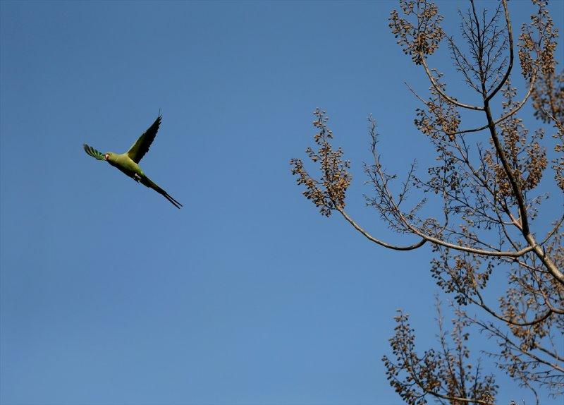 İzmir'in yeşil papağanları