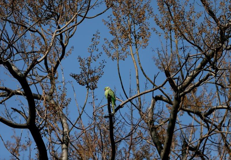 İzmir'in yeşil papağanları