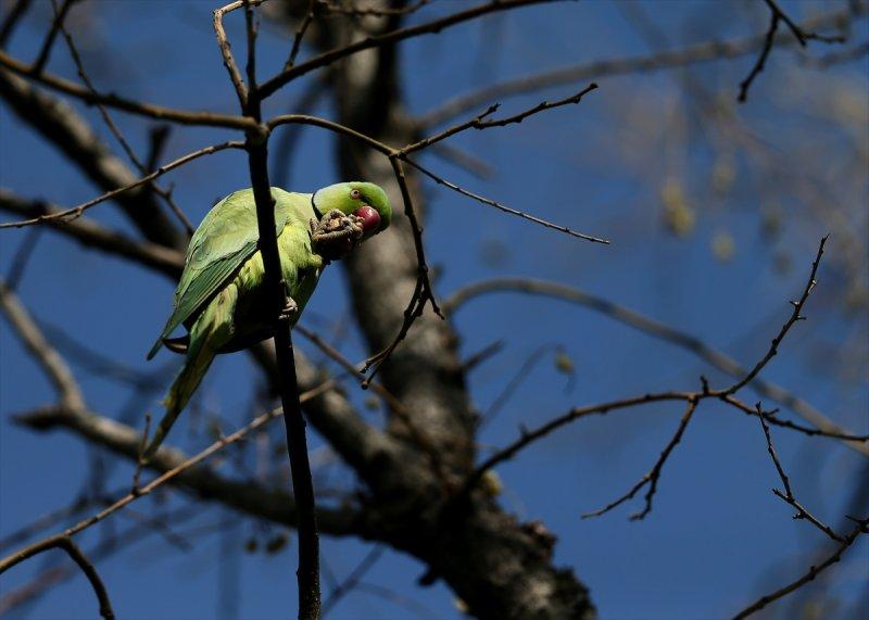 İzmir'in yeşil papağanları