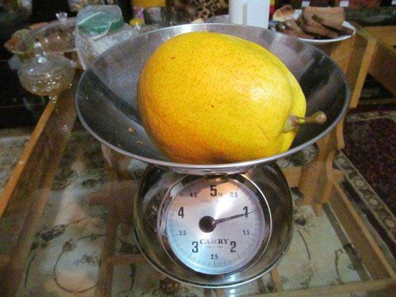 Dünyanın en büyük meyve ve sebzeleri